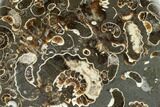 Polished Ammonites (Promicroceras) - Marston Magna Marble #131998-1